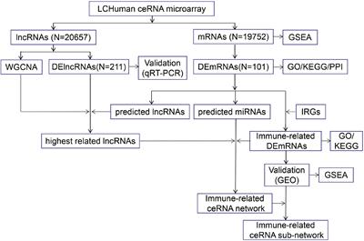 Comprehensive analysis of immune-related biomarkers and pathways in intracerebral hemorrhage using weighted gene co-expression network analysis and competing endogenous ribonucleic acid